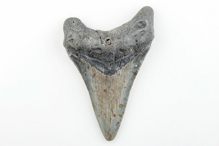Serrated, Juvenile Megalodon Tooth - North Carolina #196031